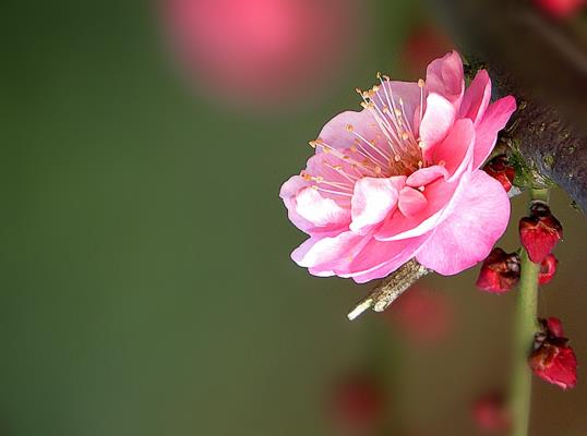 梅花【2019年】