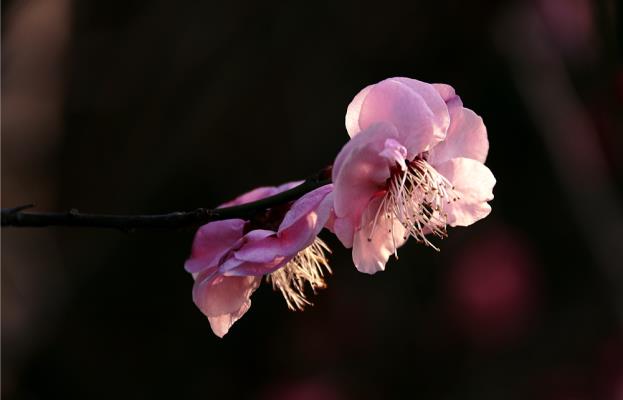 2018紅梅花開