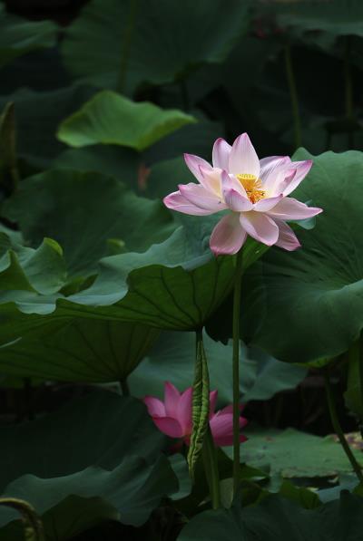 葉與花
