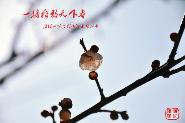 一朵獨(dú)放天下春