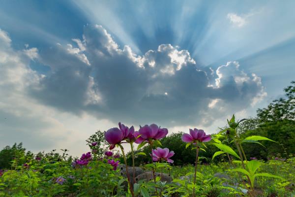 芍藥花開