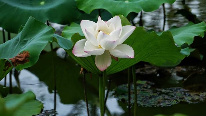 散文詩/荷塘清風焦崗湖