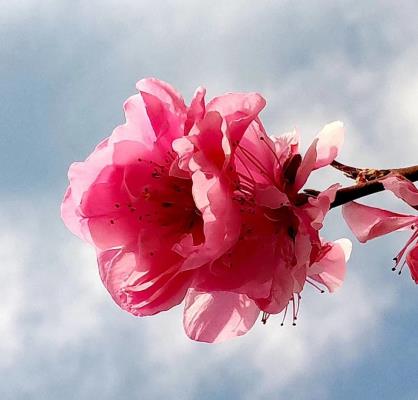 春暖花開