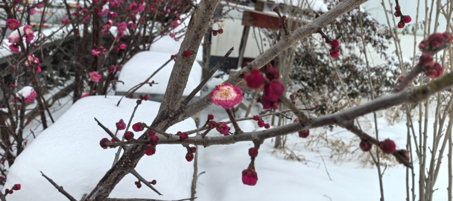 《雪駐壽陽(yáng)：時(shí)間的六棱印》