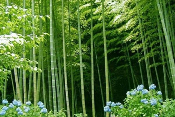 七律：斑篁贊