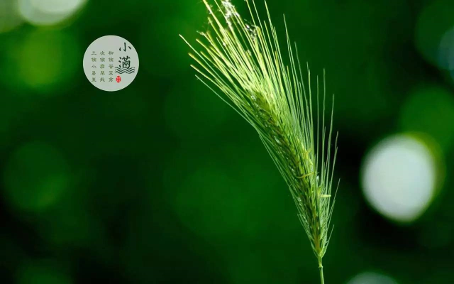 小滿