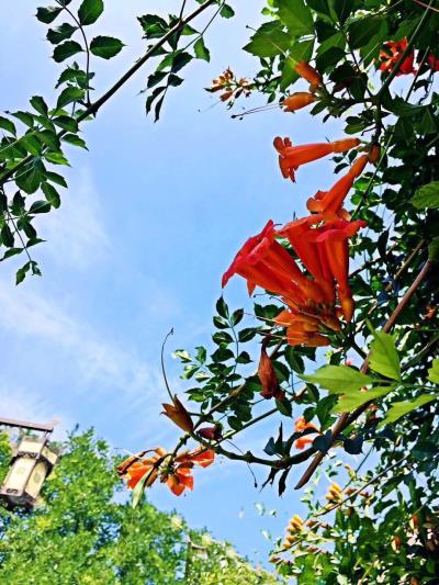 凌霄花贊