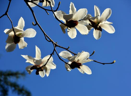 玉蘭花開