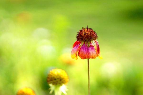 觀花