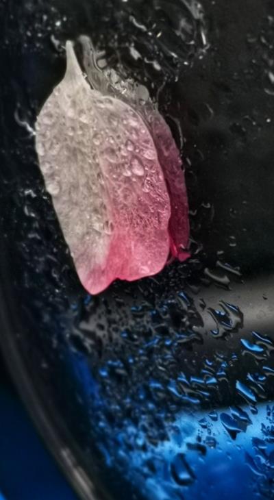 落花無(wú)意 春意盎然