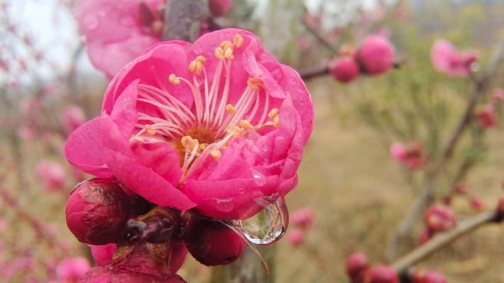 梅花香自苦寒來