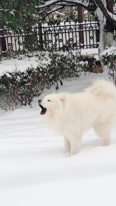 小區變雪鄉