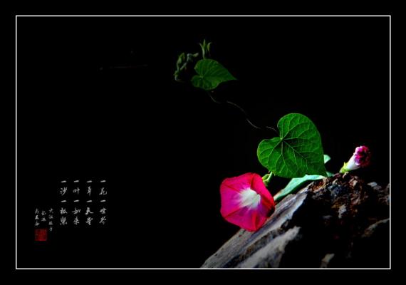 牽牛花小品