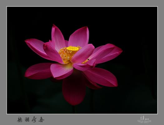 龍湖荷香