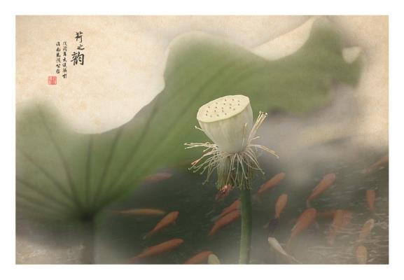 荷之韻