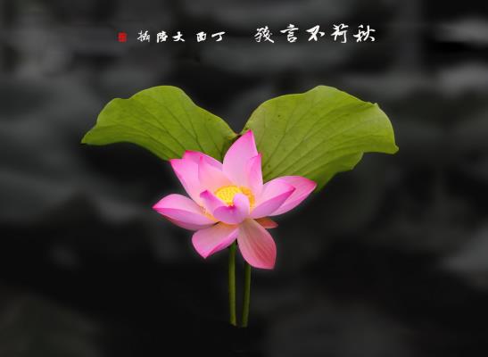 秋荷不言殘