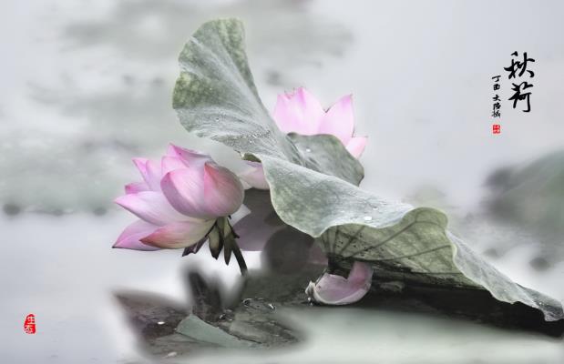 秋荷