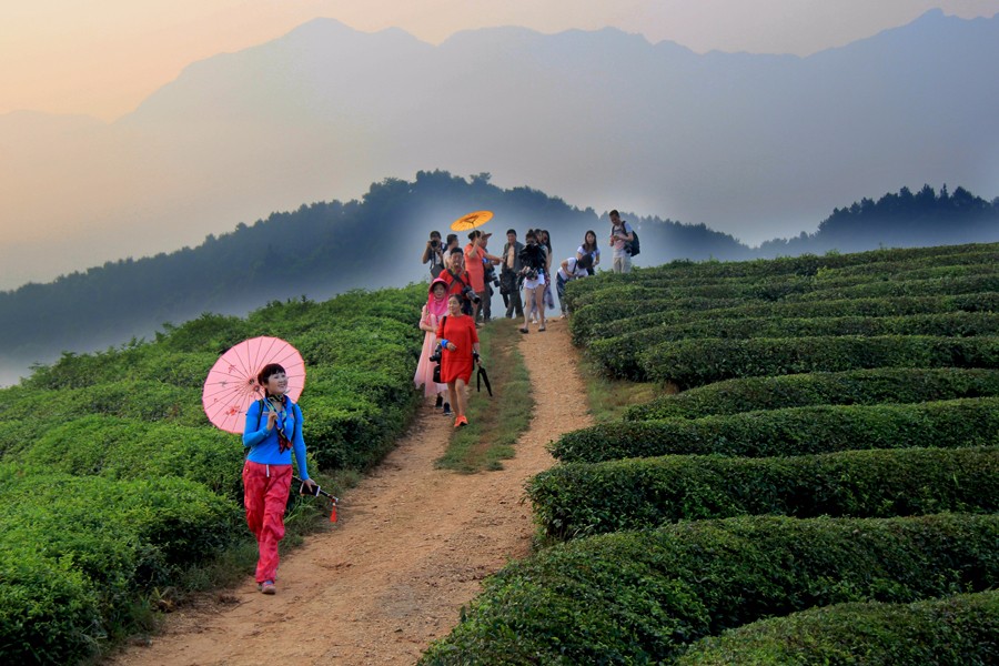 清晨，我們來到茶山.JPG