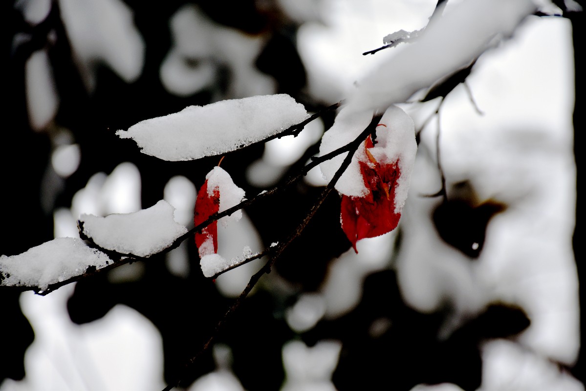 DSC_0242.JPG