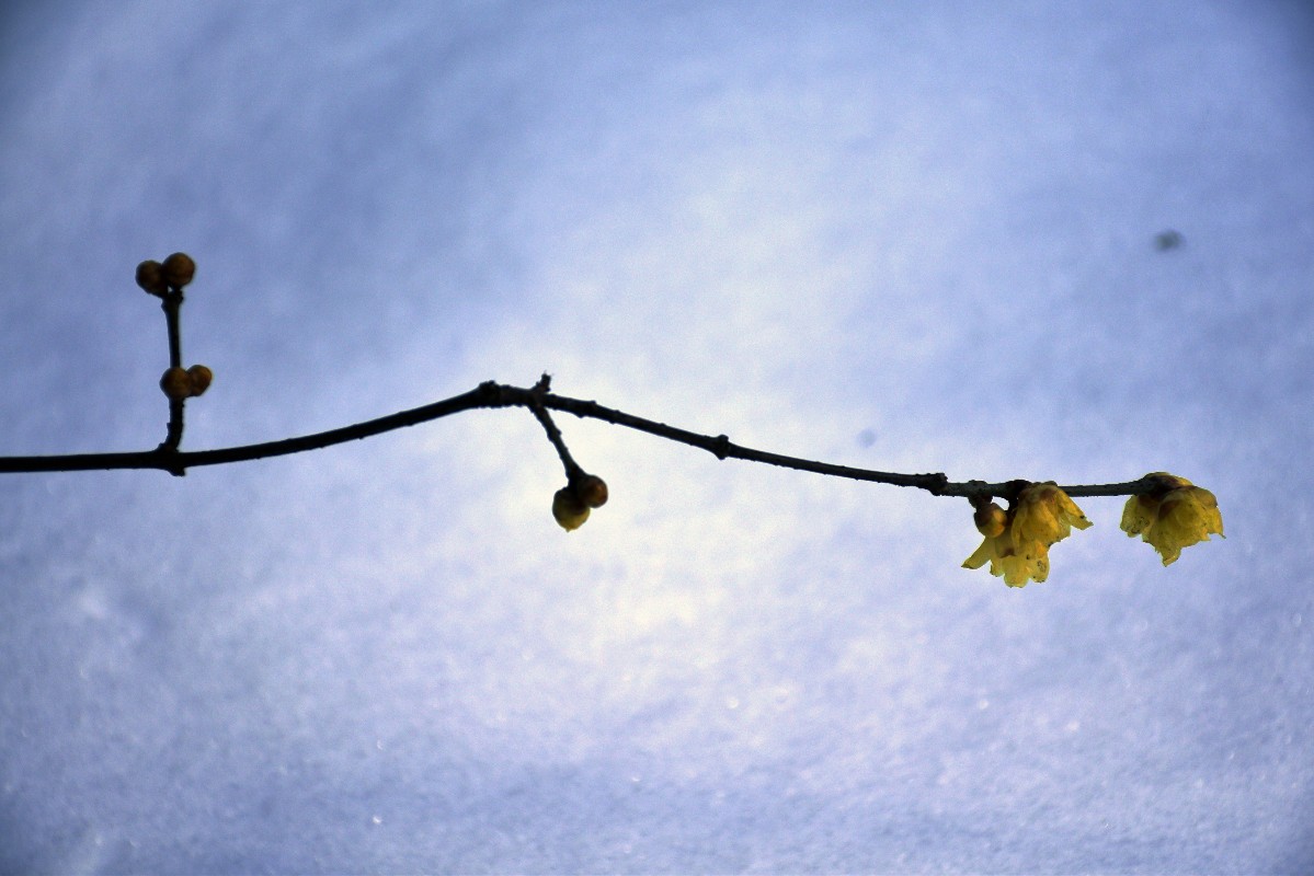 DSC_0140.JPG