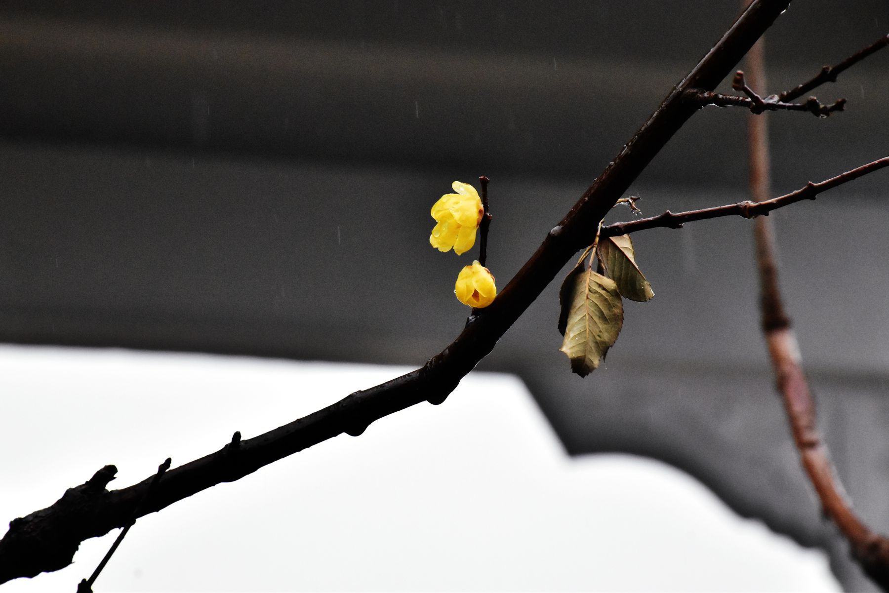 DSC_0238.JPG