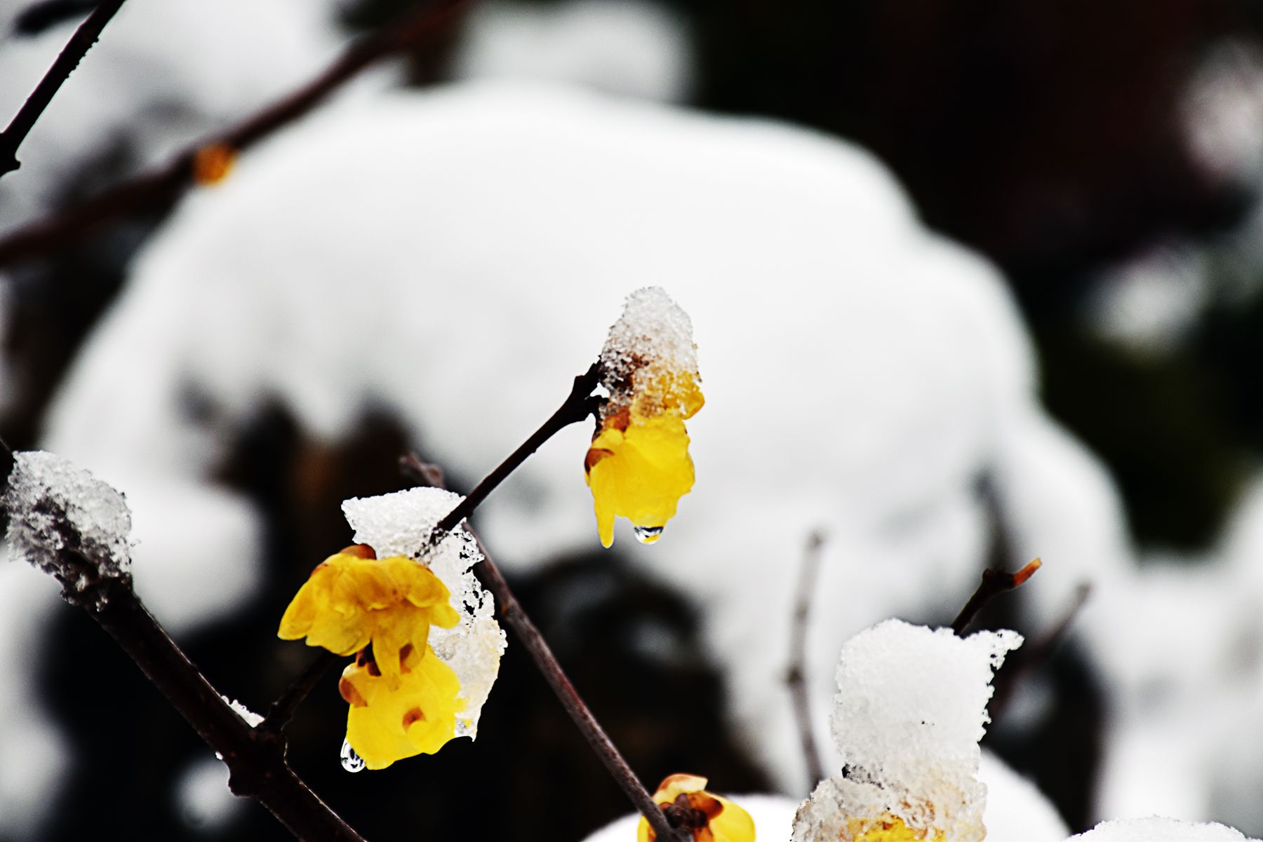 DSC_0719.JPG