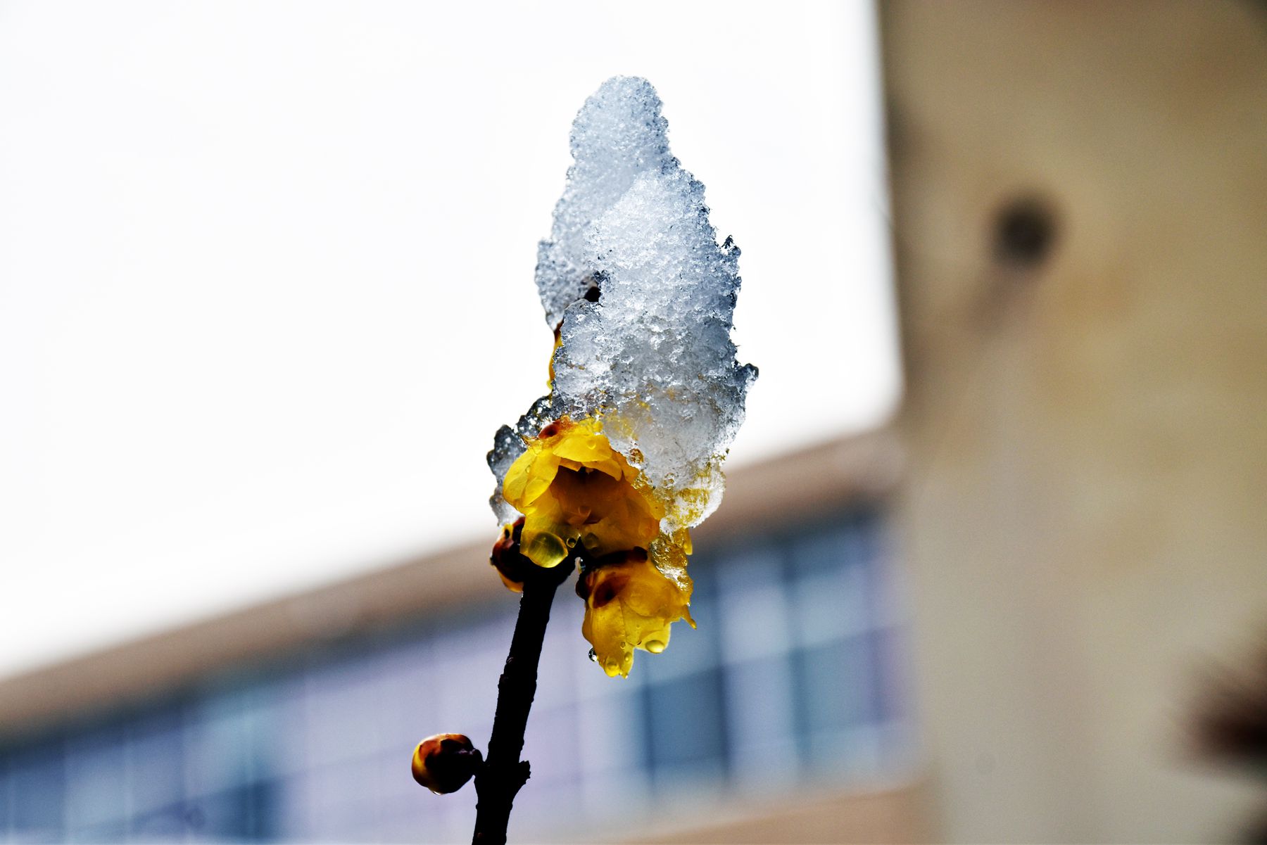 DSC_0685.JPG
