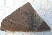 紫金石水草化石標(biāo)本