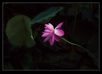 [露珠.荷]