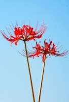 花開彼岸