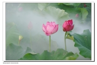 出浴芙蓉