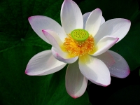 荷花賦
