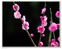 桃花迎春