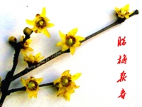 臘梅報(bào)春