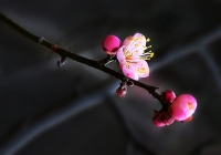 今年紅梅乍開