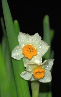 清純的水仙花