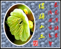 綠梅小品