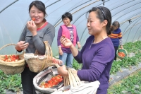 草莓惹人愛 桃花別樣紅