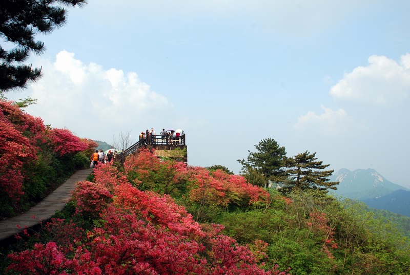 杜鵑花海