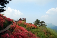 杜鵑花海