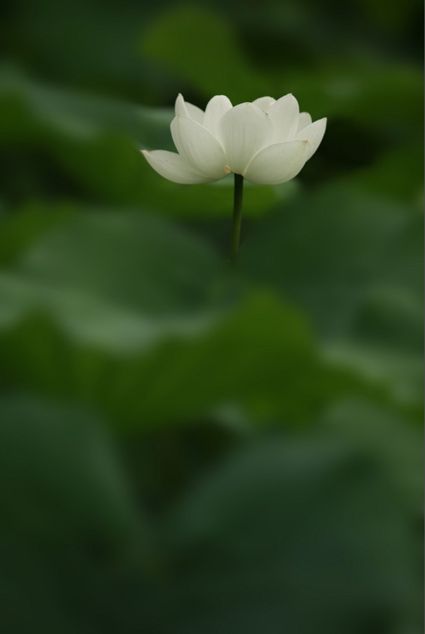 荷