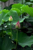龍湖公園荷花開了