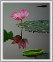 花與影