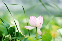 2012.07.07-潘集后湖轉了轉