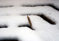 雪中情