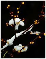 臘梅傲雪