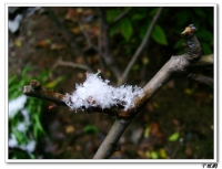老千：掃雪圖