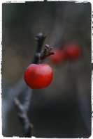 紅果迎新年