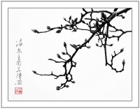 滿樹(shù)玉蘭花待開(kāi)