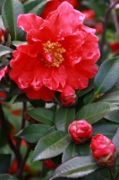 茶花正艷